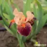 IRIS REVEIL EN FANFARE - L'iriseraie - KUTTOLSHEIM ALSACE FRANCE