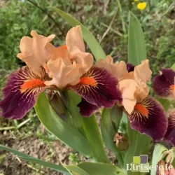 IRIS REVEIL EN FANFARE - L'iriseraie - KUTTOLSHEIM ALSACE FRANCE