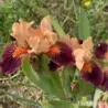 IRIS REVEIL EN FANFARE - L'iriseraie - KUTTOLSHEIM ALSACE FRANCE