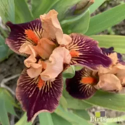 IRIS REVEIL EN FANFARE - L'iriseraie - KUTTOLSHEIM ALSACE FRANCE