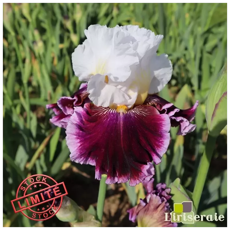 IRIS LEADER OF THE PACK - L'iriseraie - KUTTOLSHEIM ALSACE FRANCE