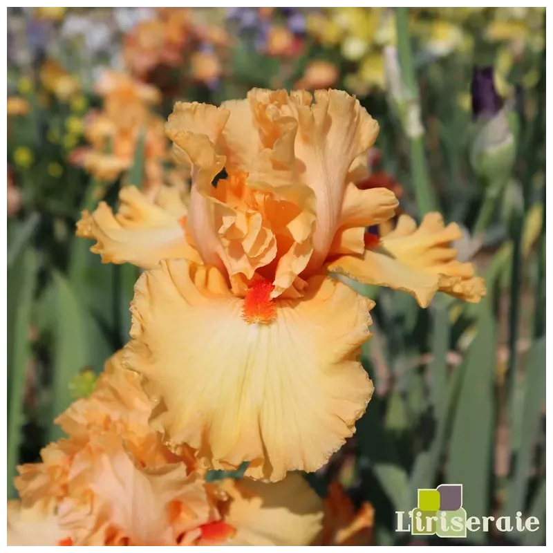 IRIS FRATELLO SOLE - L'iriseraie - KUTTOLSHEIM ALSACE FRANCE