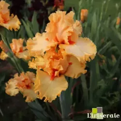 IRIS FRATELLO SOLE - L'iriseraie - KUTTOLSHEIM ALSACE FRANCE