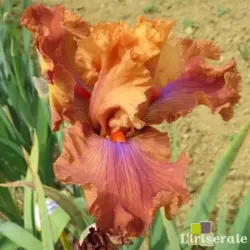 IRIS CANDY COLOURS - L'iriseraie - KUTTOLSHEIM ALSACE FRANCE