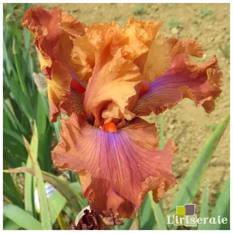 IRIS CANDY COLOURS - L'iriseraie - KUTTOLSHEIM ALSACE FRANCE