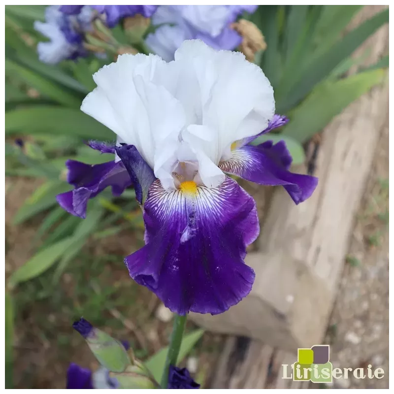 IRIS ETIENNE BURGER - L'iriseraie - KUTTOLSHEIM ALSACE FRANCE IRIS ETIENNE BURGER - L'iriseraie - KUTTOLSHEIM ALSACE FRANCE