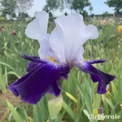 IRIS ETIENNE BURGER - L'iriseraie - KUTTOLSHEIM ALSACE FRANCE