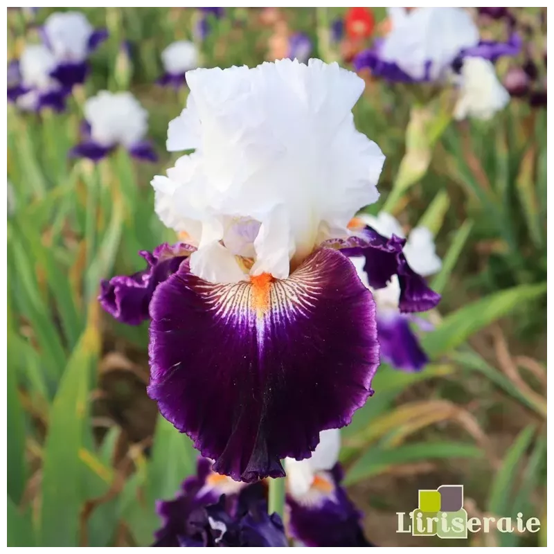 IRIS KETTELSE - L'iriseraie - KUTTOLSHEIM ALSACE FRANCE