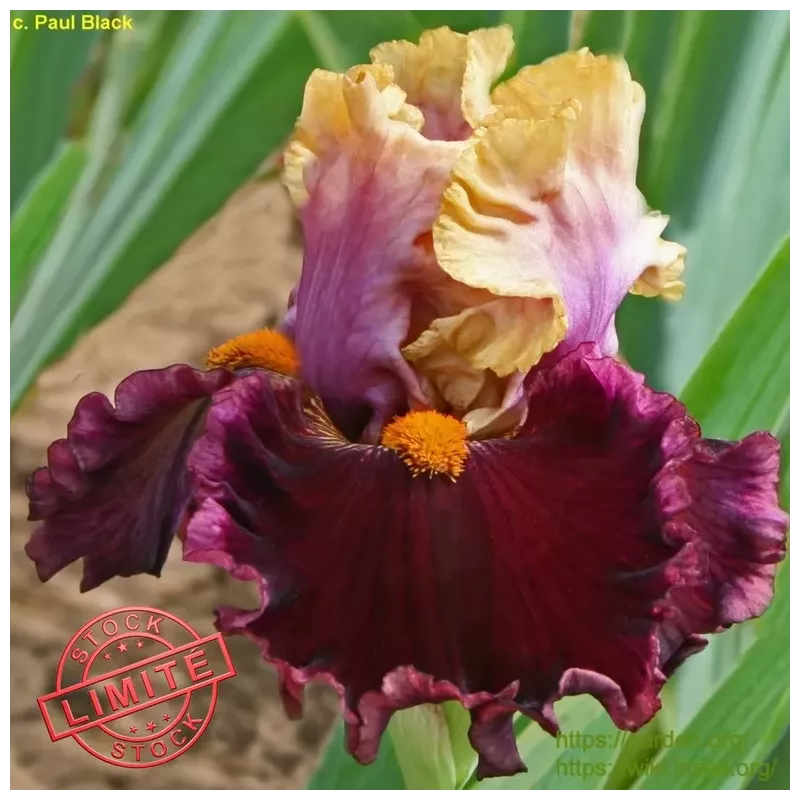 IRIS SPLASH OUT - L'iriseraie - KUTTOLSHEIM ALSACE FRANCE