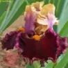 IRIS SPLASH OUT - L'iriseraie - KUTTOLSHEIM ALSACE FRANCE