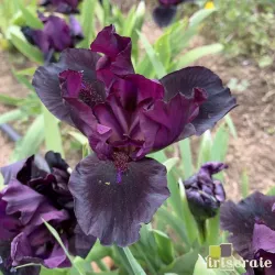 IRIS AMINATU - L'iriseraie - KUTTOLSHEIM ALSACE FRANCE