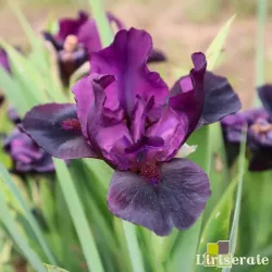 IRIS AMINATU - L'iriseraie - KUTTOLSHEIM ALSACE FRANCE