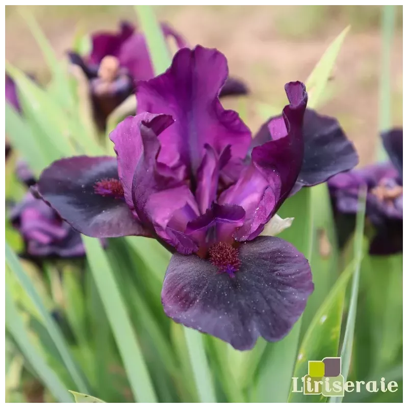 IRIS AMINATU - L'iriseraie - KUTTOLSHEIM ALSACE FRANCE