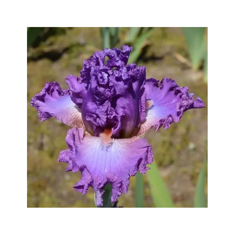 IRIS BOLSHOI - L'iriseraie - KUTTOLSHEIM ALSACE FRANCE