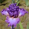 IRIS BOLSHOI - L'iriseraie - KUTTOLSHEIM ALSACE FRANCE