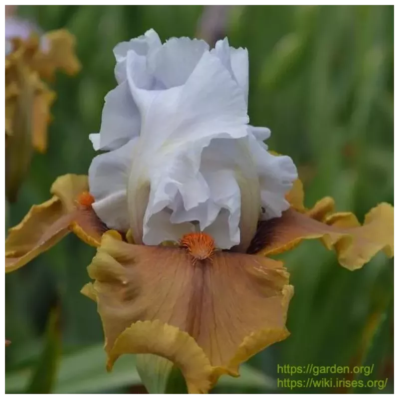 IRIS BUT BEAUTIFUL - L'iriseraie - KUTTOLSHEIM ALSACE FRANCE