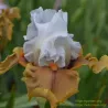 IRIS BUT BEAUTIFUL - L'iriseraie - KUTTOLSHEIM ALSACE FRANCE