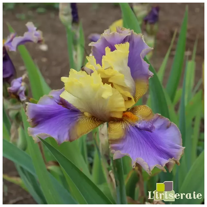 IRIS DOODADS - L'iriseraie - KUTTOLSHEIM ALSACE FRANCE