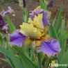 IRIS DOODADS - L'iriseraie - KUTTOLSHEIM ALSACE FRANCE