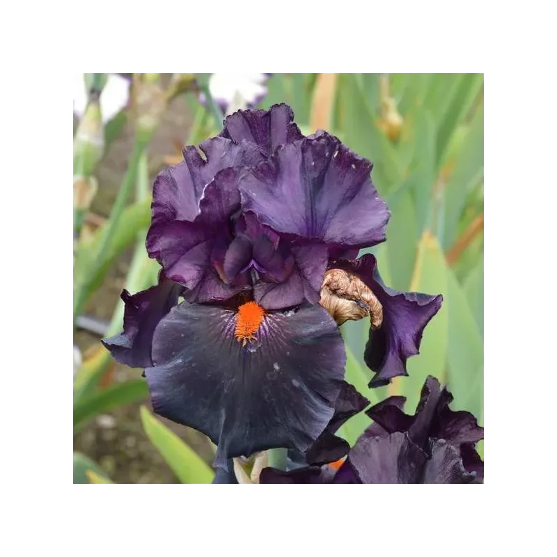IRIS DRACULA'S KISS - L'iriseraie - KUTTOLSHEIM ALSACE FRANCE IRIS DRACULA'S KISS - L'iriseraie - KUTTOLSHEIM ALSACE FRANCE