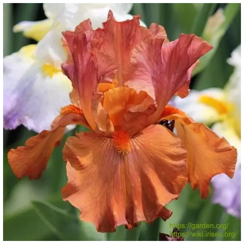 IRIS FLAM AMBER - L'iriseraie - KUTTOLSHEIM ALSACE FRANCE IRIS FLAM AMBER - L'iriseraie - KUTTOLSHEIM ALSACE FRANCE