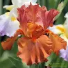 IRIS FLAM AMBER - L'iriseraie - KUTTOLSHEIM ALSACE FRANCE