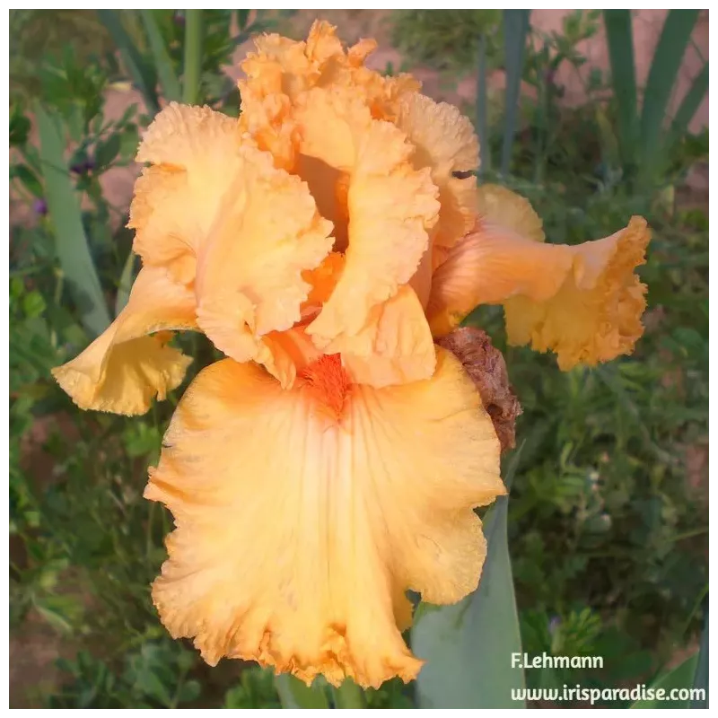 IRIS FRINGE BENEFITS - L'iriseraie - KUTTOLSHEIM ALSACE FRANCE