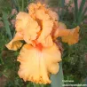 IRIS FRINGE BENEFITS - L'iriseraie - KUTTOLSHEIM ALSACE FRANCE