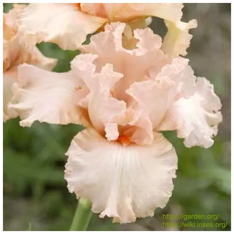 IRIS GRACE KELLY - L'iriseraie - KUTTOLSHEIM ALSACE FRANCE