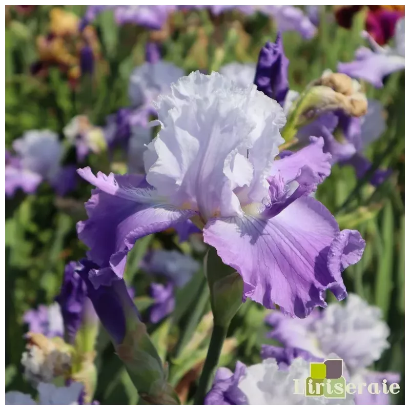 IRIS LIBELLULE de sologne - L'iriseraie - KUTTOLSHEIM ALSACE FRANCE