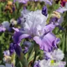 IRIS LIBELLULE de sologne - L'iriseraie - KUTTOLSHEIM ALSACE FRANCE