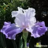 IRIS LIBELLULE de sologne - L'iriseraie - KUTTOLSHEIM ALSACE FRANCE