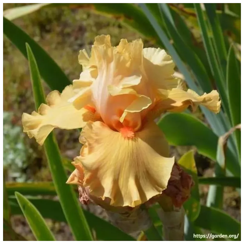 IRIS MANGO RHYTHM - L'iriseraie - KUTTOLSHEIM ALSACE FRANCE