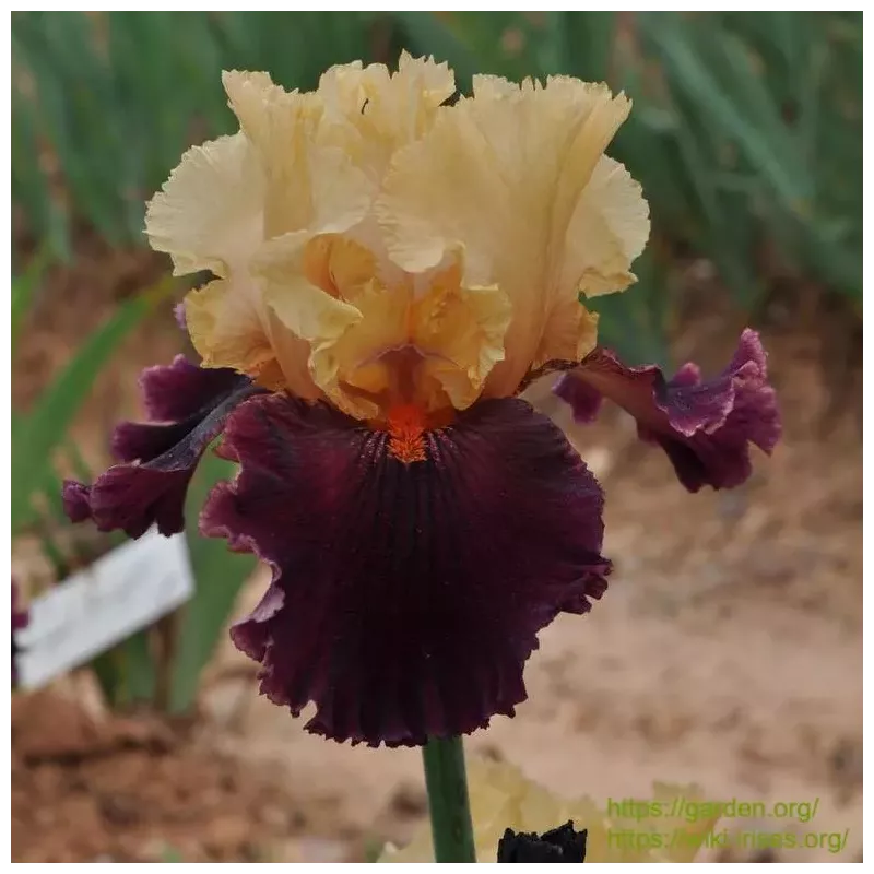 IRIS OCELOT - L'iriseraie - KUTTOLSHEIM ALSACE FRANCE