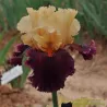 IRIS OCELOT - L'iriseraie - KUTTOLSHEIM ALSACE FRANCE