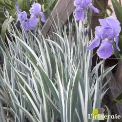 IRIS PALLIDA variegata argentea - L'iriseraie - KUTTOLSHEIM ALSACE FRANCE