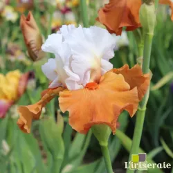 IRIS PUMPKIN PIE ALA MODE - L'iriseraie - KUTTOLSHEIM ALSACE FRANCE