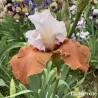 IRIS PUMPKIN PIE ALA MODE - L'iriseraie - KUTTOLSHEIM ALSACE FRANCE