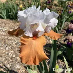 IRIS PUMPKIN PIE ALA MODE - L'iriseraie - KUTTOLSHEIM ALSACE FRANCE