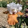 IRIS PUMPKIN PIE ALA MODE - L'iriseraie - KUTTOLSHEIM ALSACE FRANCE