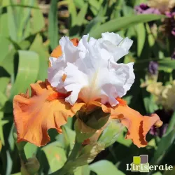 IRIS PUMPKIN PIE ALA MODE - L'iriseraie - KUTTOLSHEIM ALSACE FRANCE