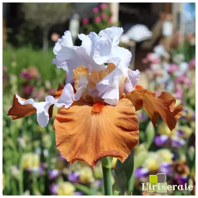 IRIS PUMPKIN PIE ALA MODE - L'iriseraie - KUTTOLSHEIM ALSACE FRANCE IRIS PUMPKIN PIE ALA MODE - L'iriseraie - KUTTOLSHEIM ALSACE FRANCE