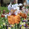 IRIS PUMPKIN PIE ALA MODE - L'iriseraie - KUTTOLSHEIM ALSACE FRANCE