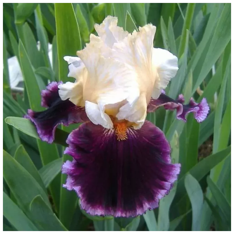 IRIS RASPBERRY SWIRL - L'iriseraie - KUTTOLSHEIM ALSACE FRANCE