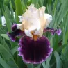 IRIS RASPBERRY SWIRL - L'iriseraie - KUTTOLSHEIM ALSACE FRANCE