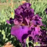 IRIS SPIRITO GiTANO - L'iriseraie - KUTTOLSHEIM ALSACE FRANCE