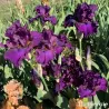 IRIS SPIRITO GiTANO - L'iriseraie - KUTTOLSHEIM ALSACE FRANCE