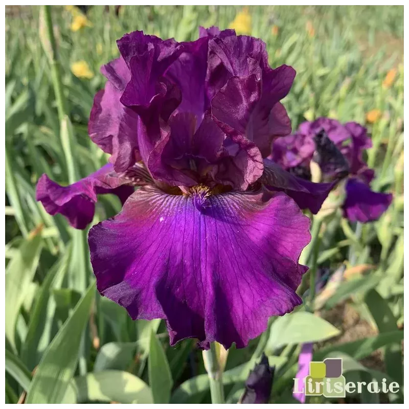 IRIS SPIRITO GiTANO - L'iriseraie - KUTTOLSHEIM ALSACE FRANCE