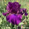 IRIS SPIRITO GiTANO - L'iriseraie - KUTTOLSHEIM ALSACE FRANCE