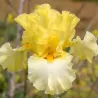 IRIS GOLD ON THE SNOW - L'iriseraie - KUTTOLSHEIM ALSACE FRANCE